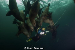 Hanging with friends
On a safety stop just off shore som... by Marc Damant 